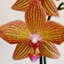 Orchideje, Phalaenopsis, keiki, vánoční a velikonoční kaktusy – pěstování.