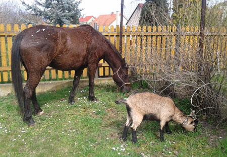 kůň a koza
